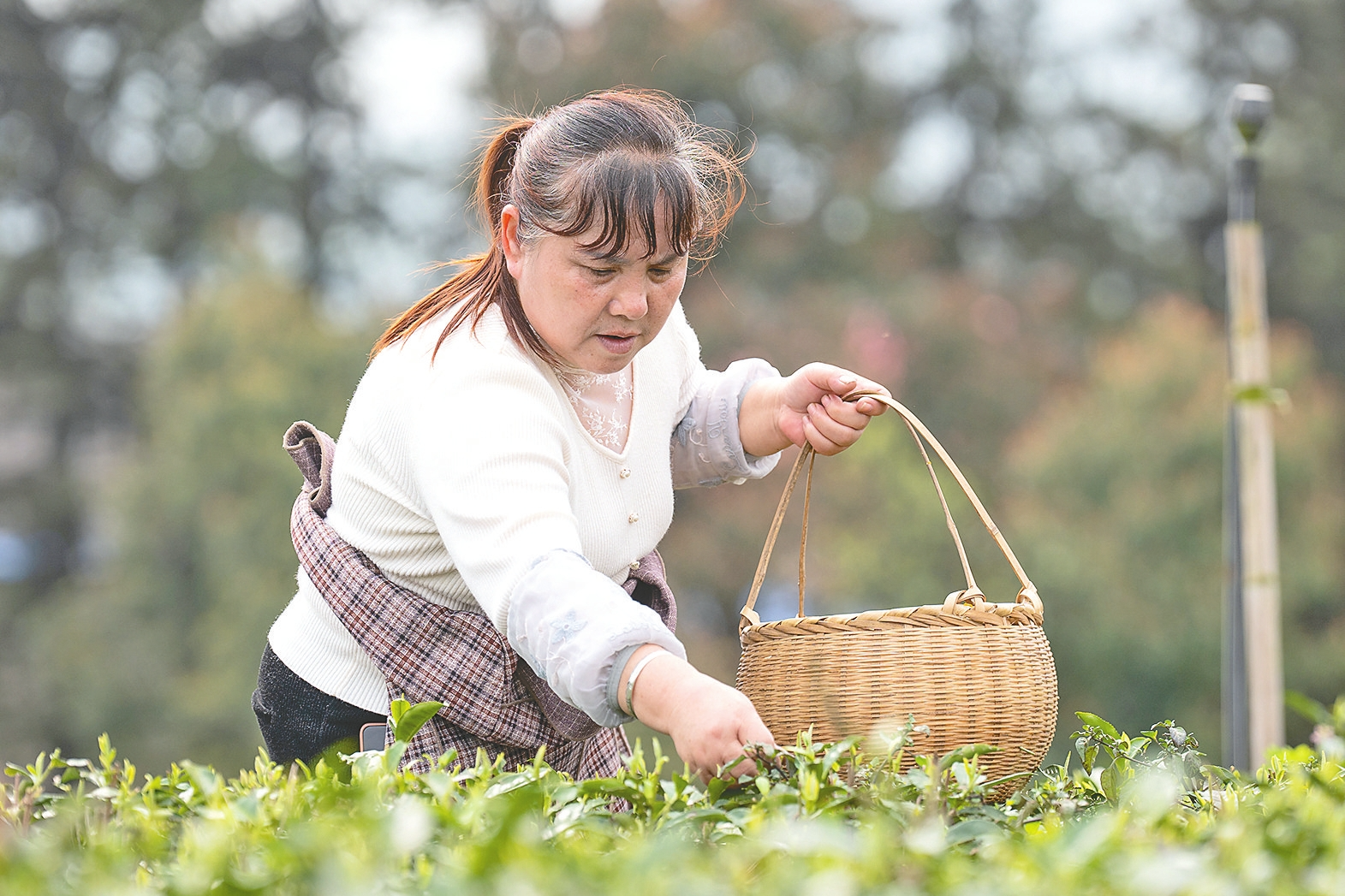 ��ũ�ں�ɽ�����ж������Ҷ��ֲũ��רҵ������900Ķ��̬��԰��ɲ衣