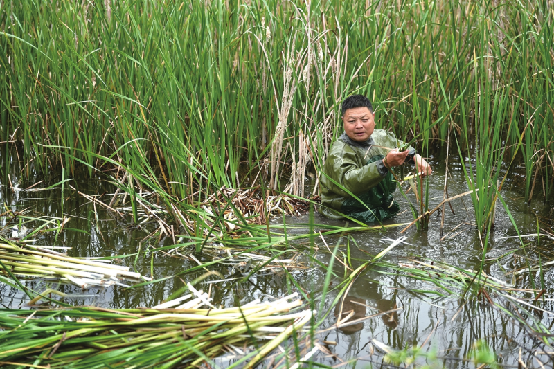 ���ղ�������ζ�����Ұ�˴�����